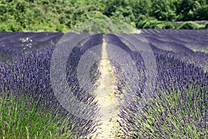 Selective focus on first rows of lavender spikelets in long lines of planting lavender on cultivated field.Â Vaucluse, Provence,